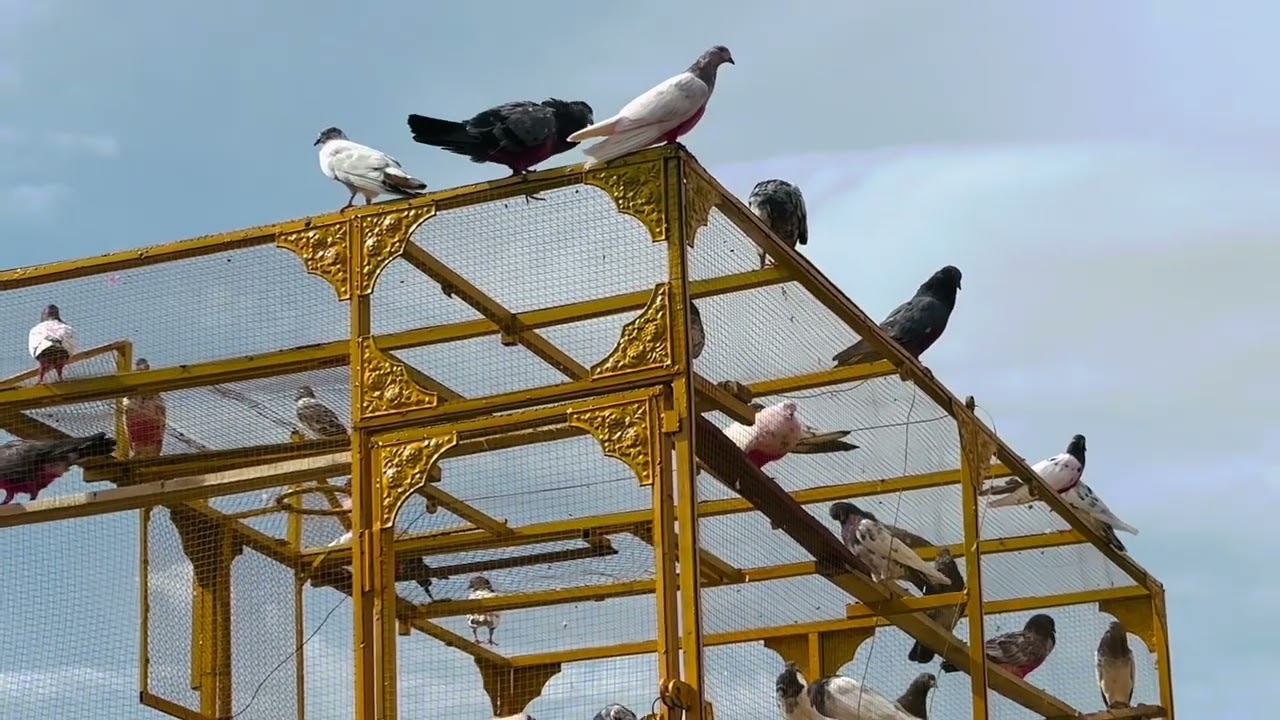 32 kabootaron ko pala Mara 4 rat bhr reh gye 😱 | Dar pigeons club | 