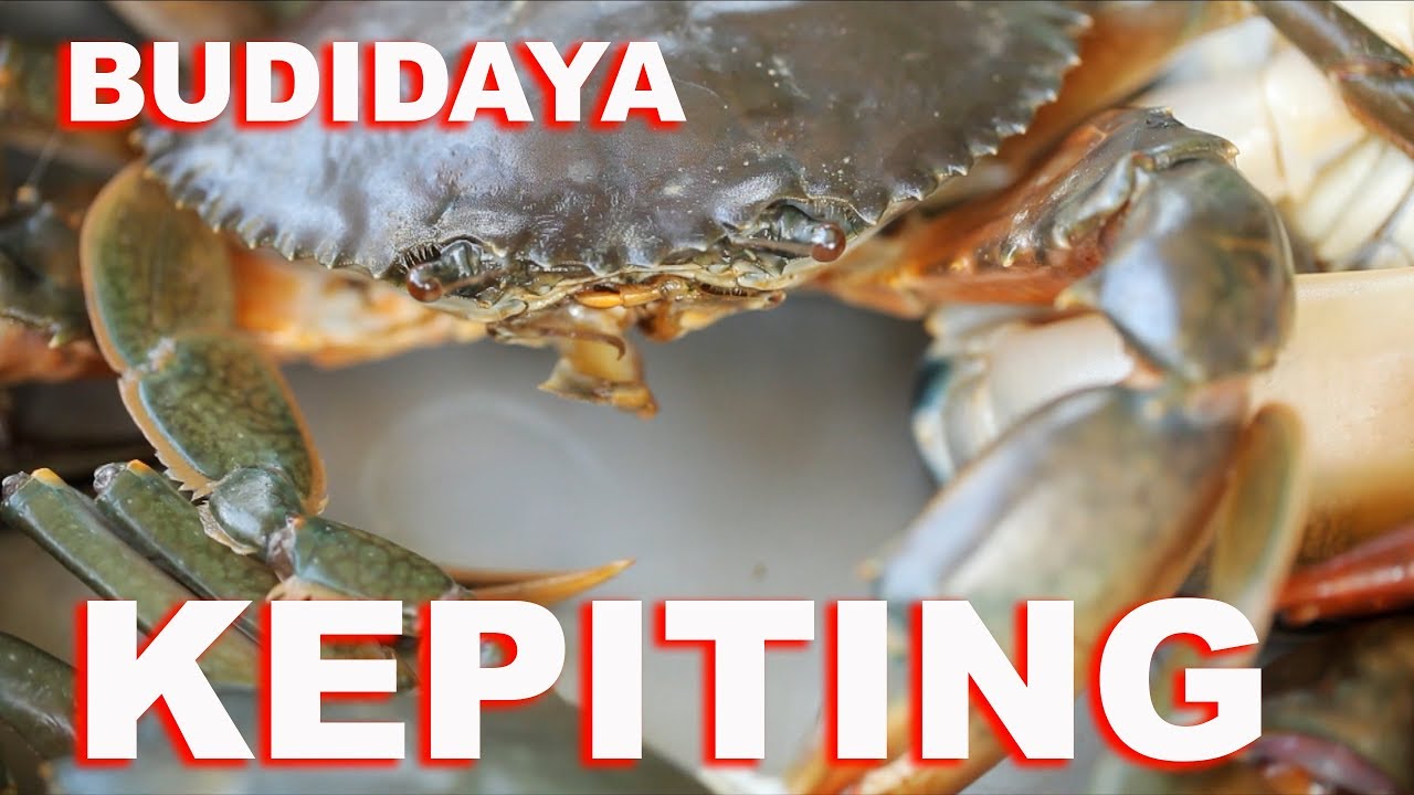 Cara Budidaya Kepiting Soka