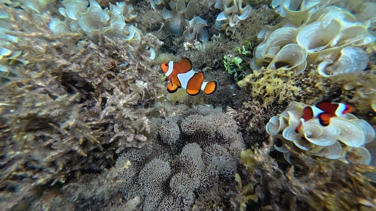 Clown fish of Inasakan beach