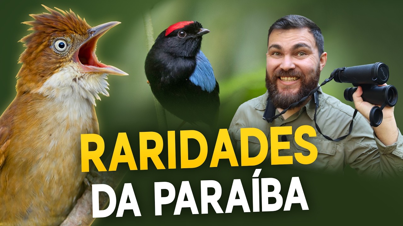 Encontramos aves raras na Mata Atlântica da Paraíba