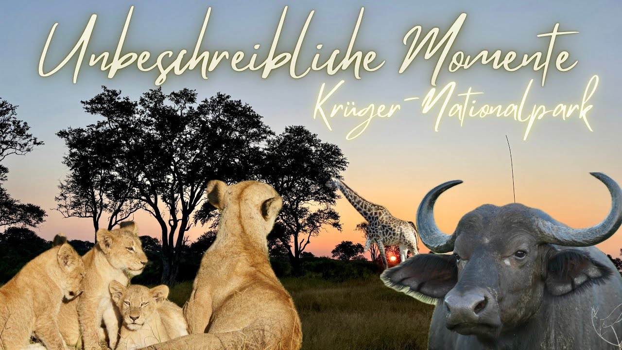 Big 5 innerhalb eines Abends &ndash; Kr&uuml;ger Nationalpark | Manyeleti Game Reserve