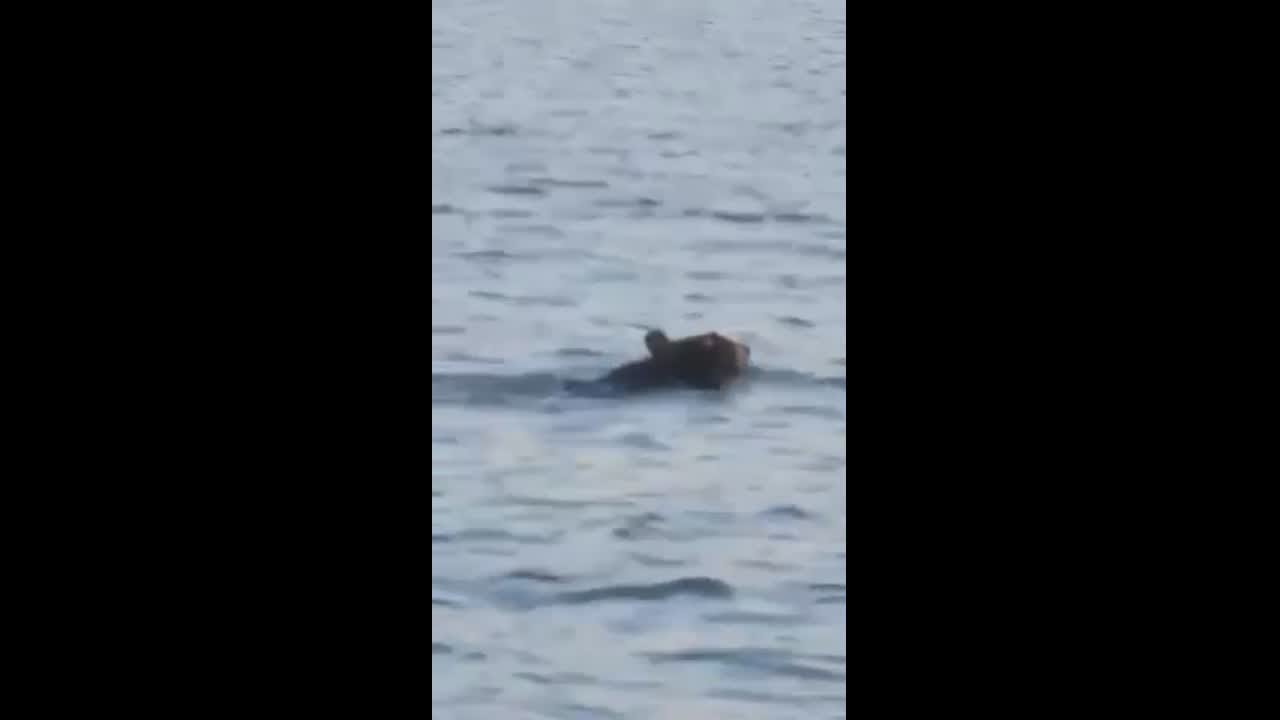 Black Bear seen swimming in Kincaid Lake