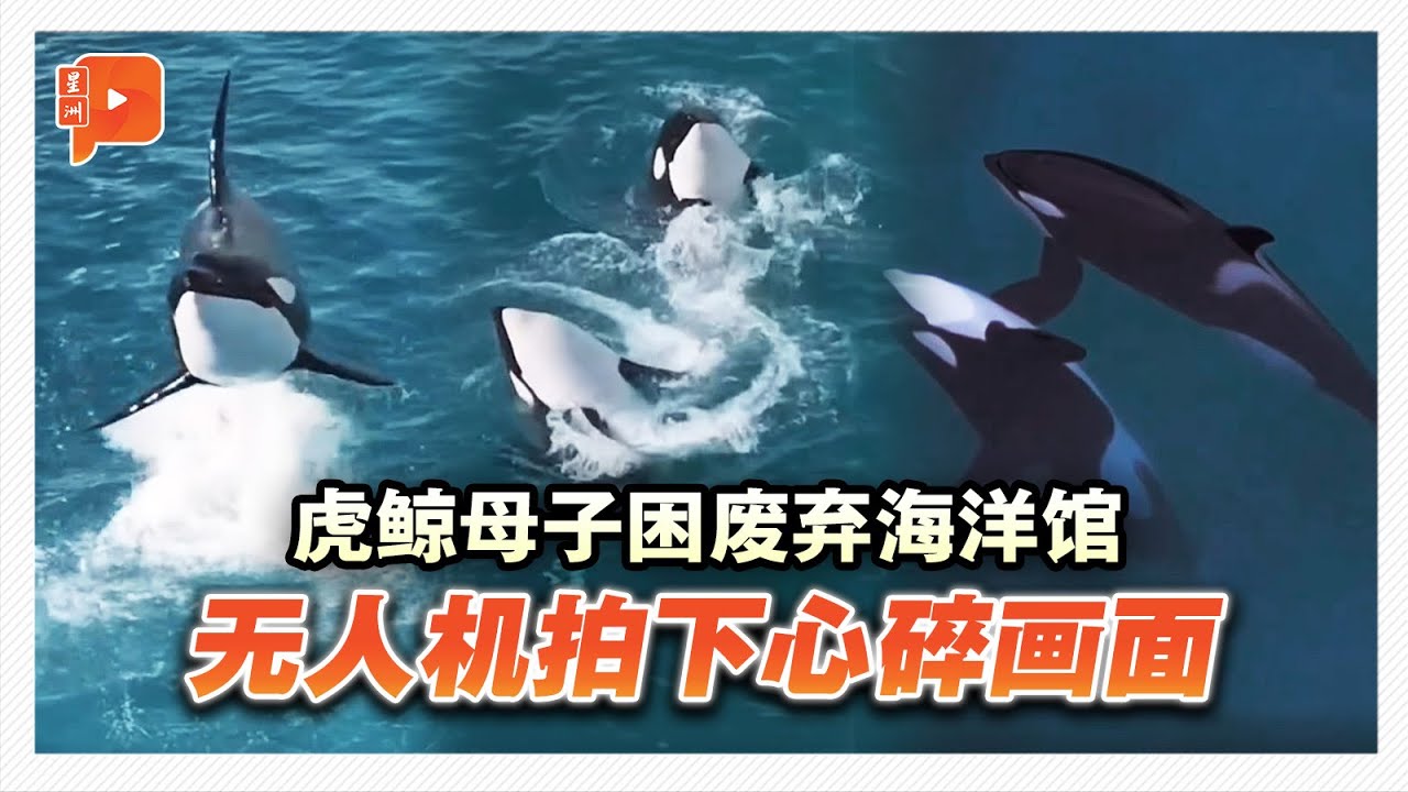 航拍法国废弃海洋公园 受困虎鲸母子闻声表演的背后