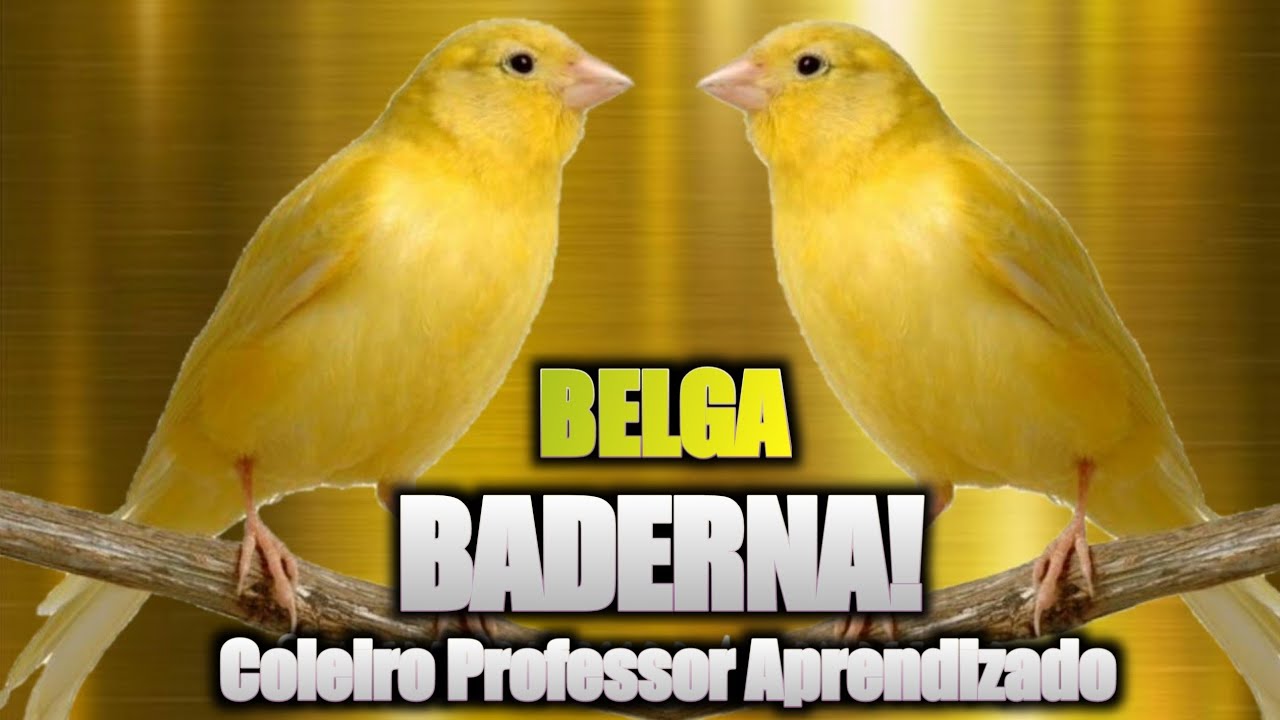 BADERNA DE CAN&Aacute;RIOS BELGA PREMIUM GOLD!!!! CANARY SINGING!!!