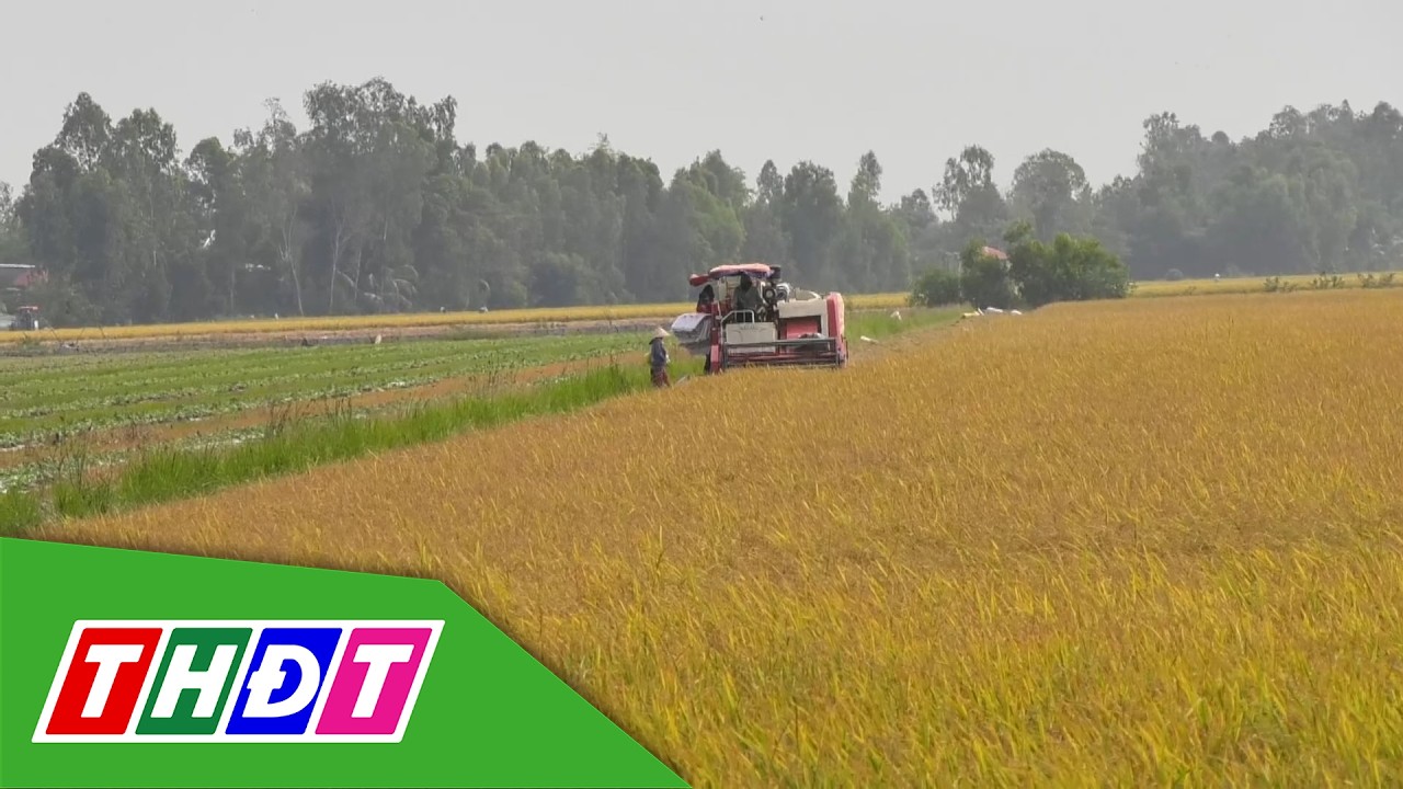 Mùa vàng trên cánh đồng lúa - sếu | THDT