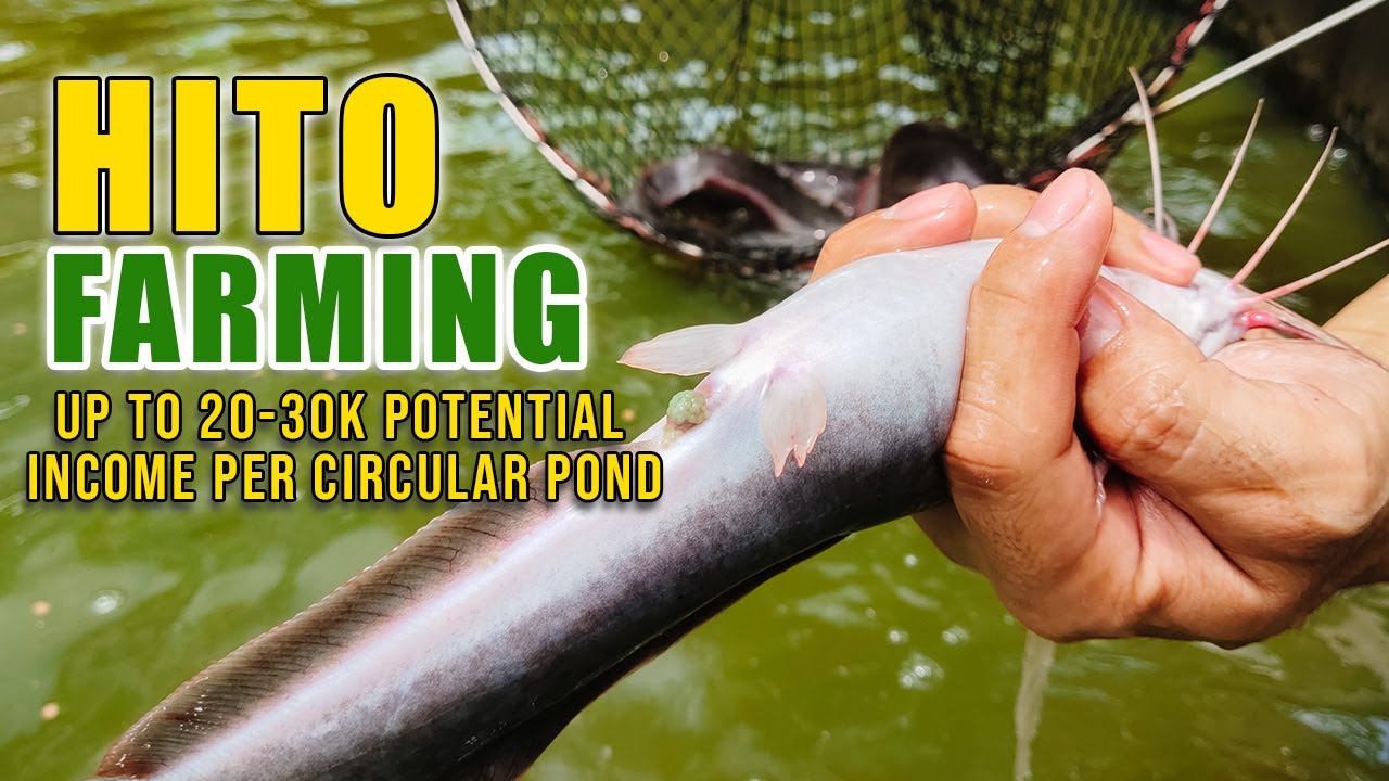 BEST HITO FARMING | MAY KITA SA AGRI: UP TO 20-30K ANG POTENTIAL INCOME KADA ISANG CIRCULAR POND