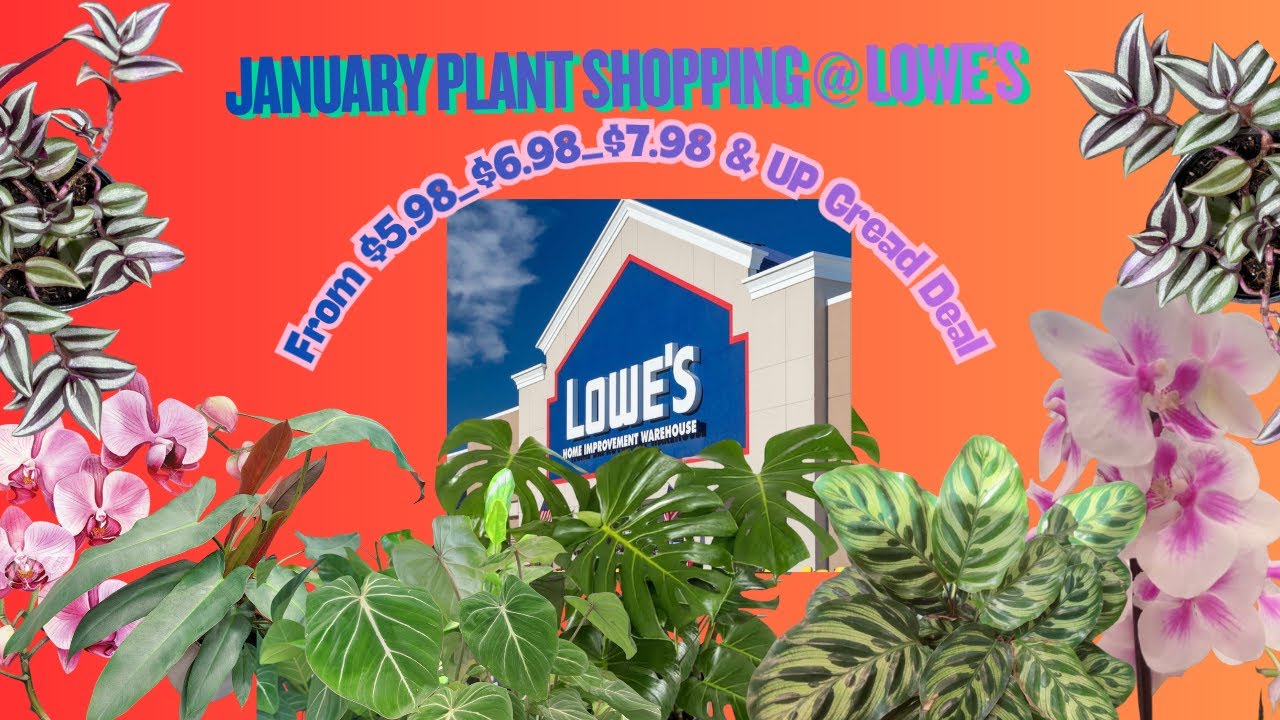 January Plant Shopping @ Lowe's ( Great Deals From $5. $6.98 $7.98 & UP) #plants #indoorplants