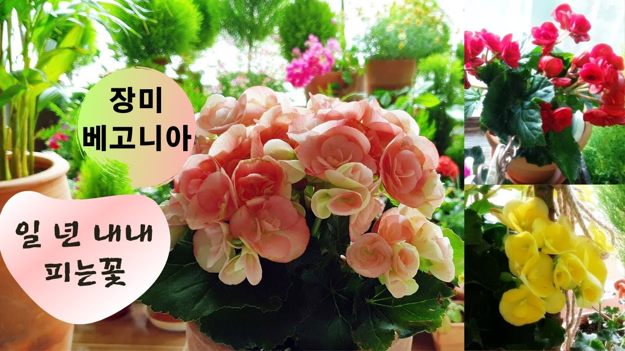 일 년 내내 피는꽃 추천, 장미 베고니아 키우는법 총정리, 1년 내내 꽃피게 하는 방법, 오래 피는꽃,엘라티오르 베고니아, 익소라,베란다에서 키우기 좋은꽃
