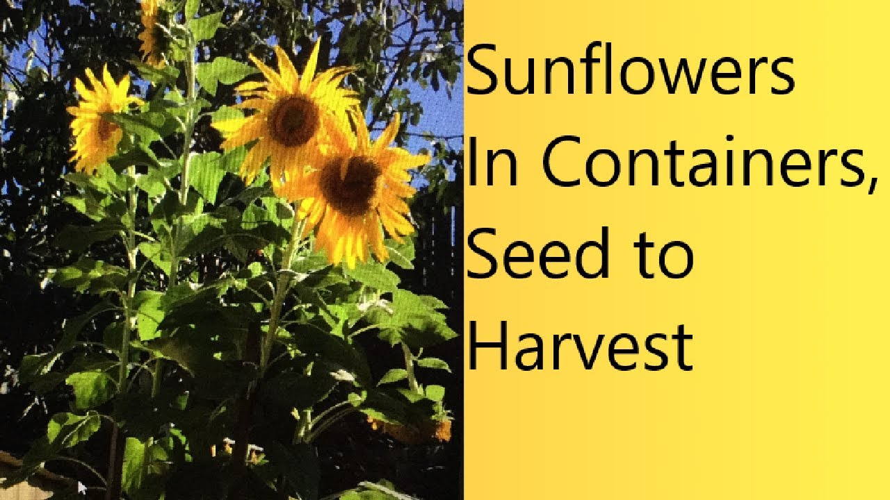 (Video 54) Growing Beautiful Sunflowers In Containers | Seed To Harvest | Small-Space Food Garden.