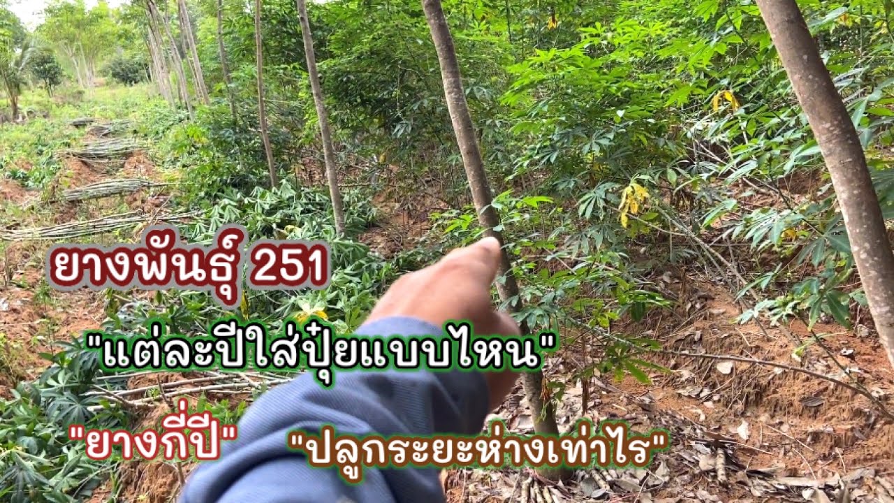 ep 3 ชม251ปลูกใหม่ระยะห่าง ใส่ปุ๋ยอะไรบ้าง