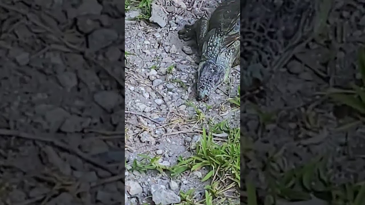 Frozen Iguana Not Moving... Is he DEAD?? It's 70° now #florida #iguanas #reptiles