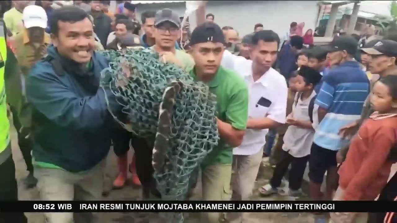 Dua Ekor Macan Tutul Berkeliaran di Desa Kabupaten Karanganyar