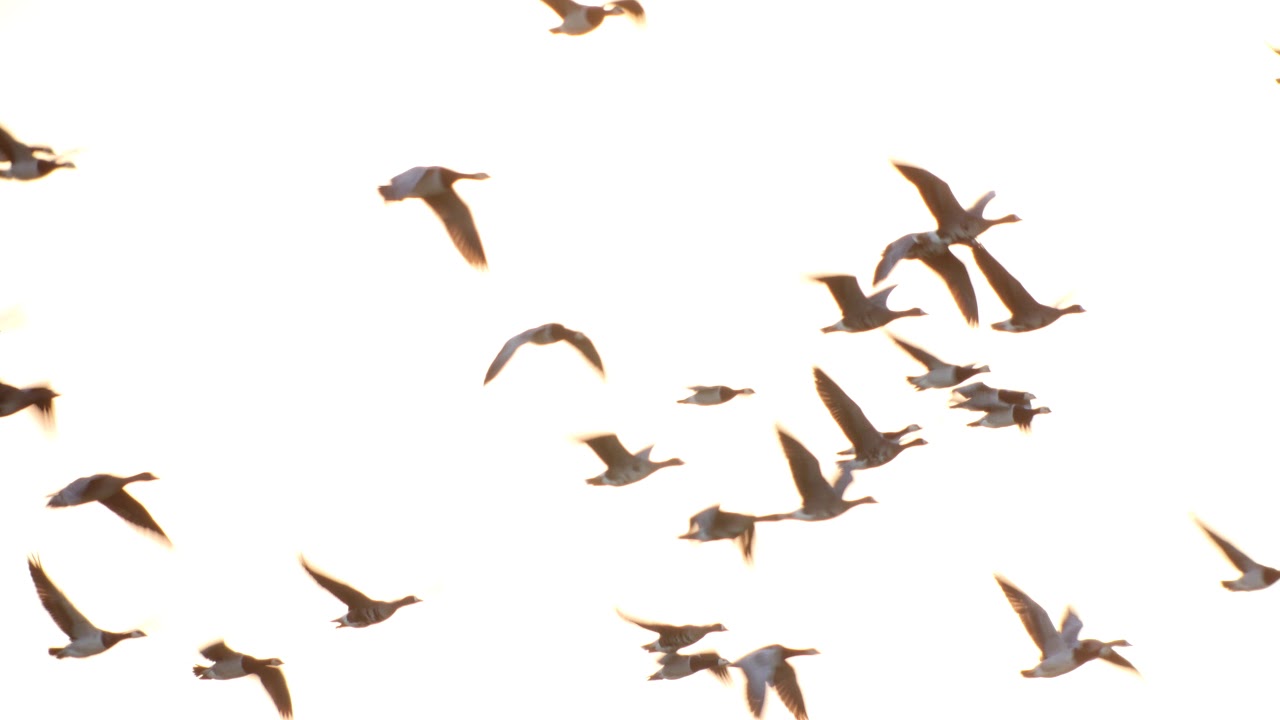 Of Dreams of Wings Digiscoper of the year finalist 2016