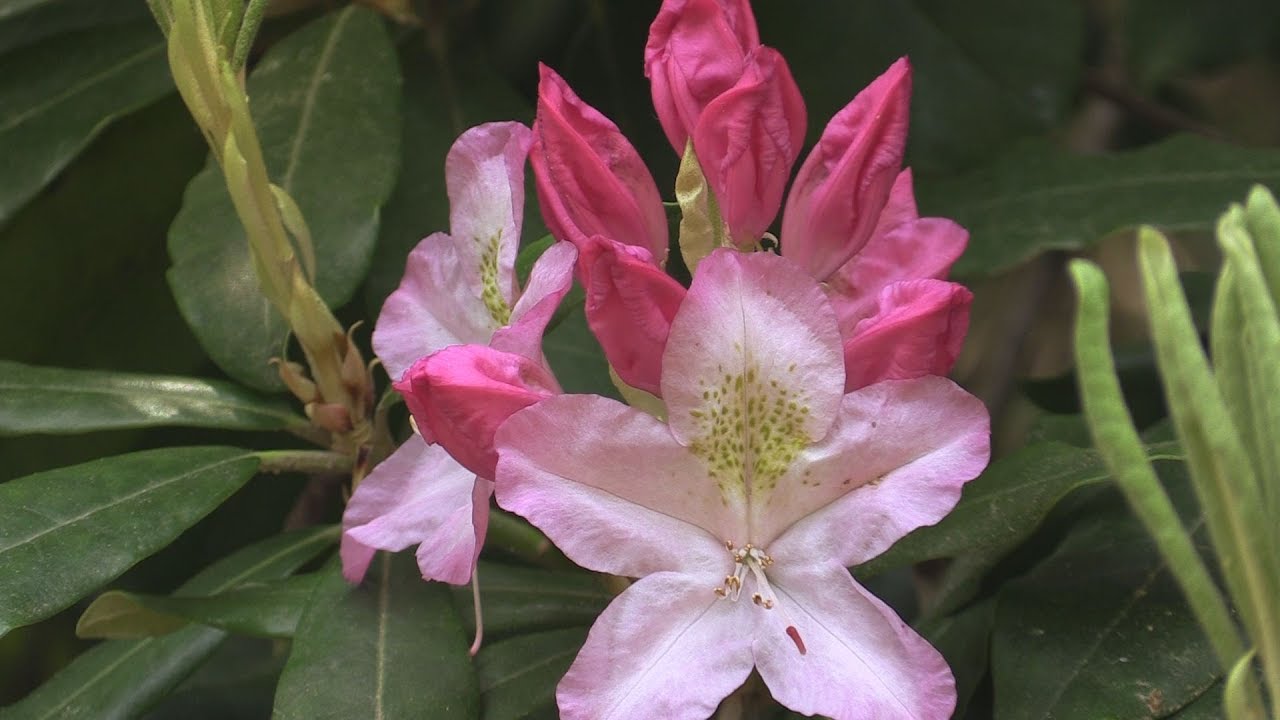 Jeli Arbor&eacute;tum t&eacute;len, ny&aacute;ron - Z&ouml;ld Vil&aacute;g - 2018.06.22-i ad&aacute;s