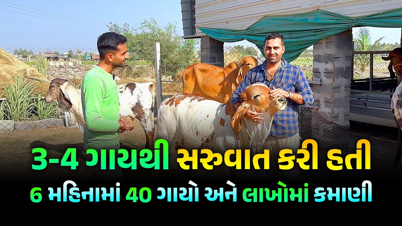 Gir Cattle: 3-4 ગાયો માંથી 40 ગાયો અને લાખો રૂપિયા | ગીર ગૌશાળા |  | Dairy Farm Business | Gir Cow