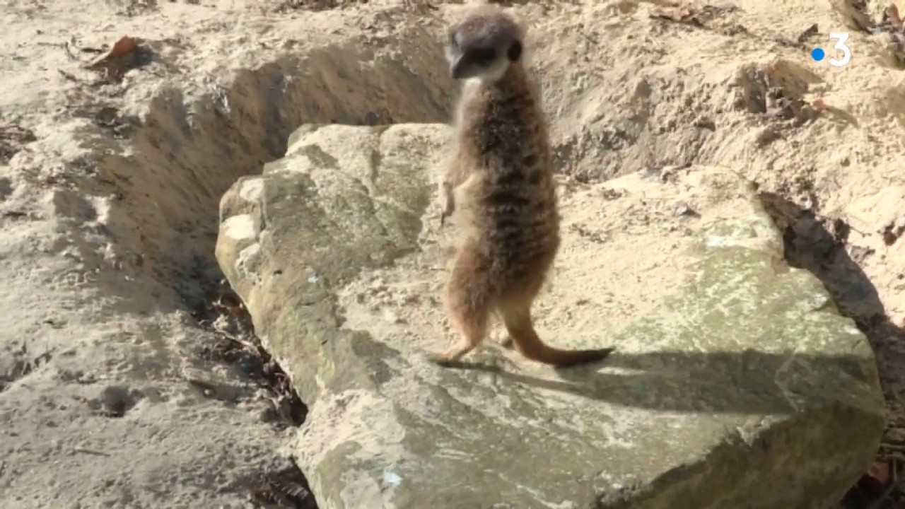 Le zoo de Lille rouvre ses portes !