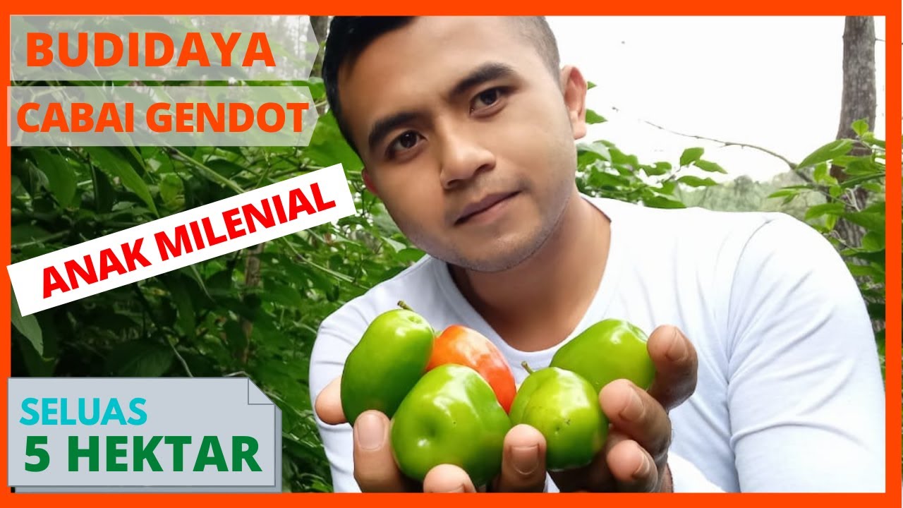 BUDIDAYA CABAI GENDOT / CABAI GENDOL SKALA BESAR