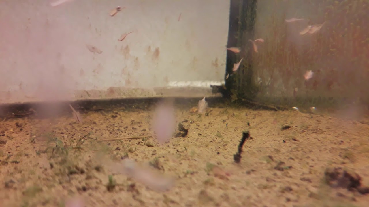 Infovideo Artemia: Was du unbedingt über Artemia wissen solltest !