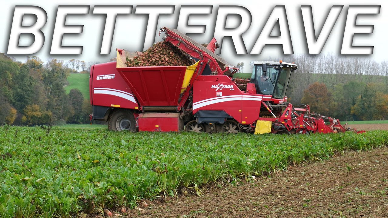 🤩 Betterave Fourragère | Grimme Maxtron 620 en Action 💨