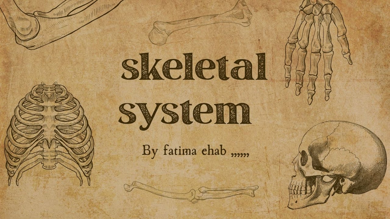 Skeletal system anatomy 