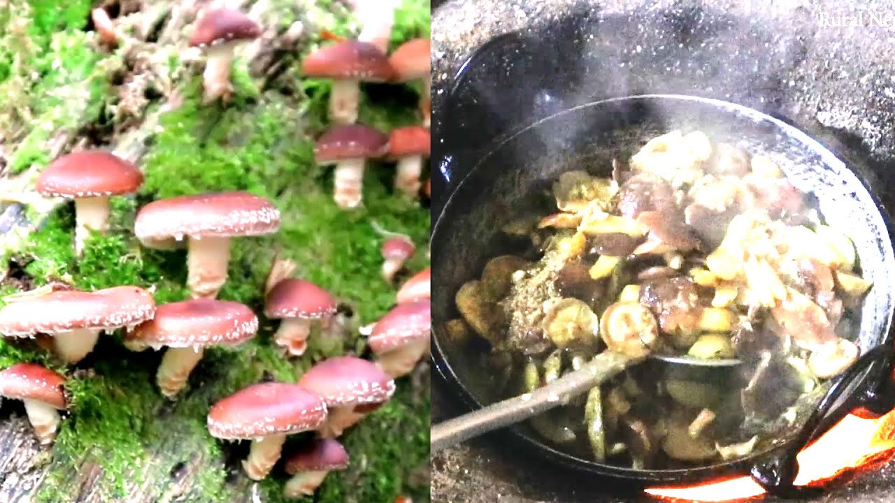 Finding Natural Jungle Mushroom & Cooking in Rural site of Nepal