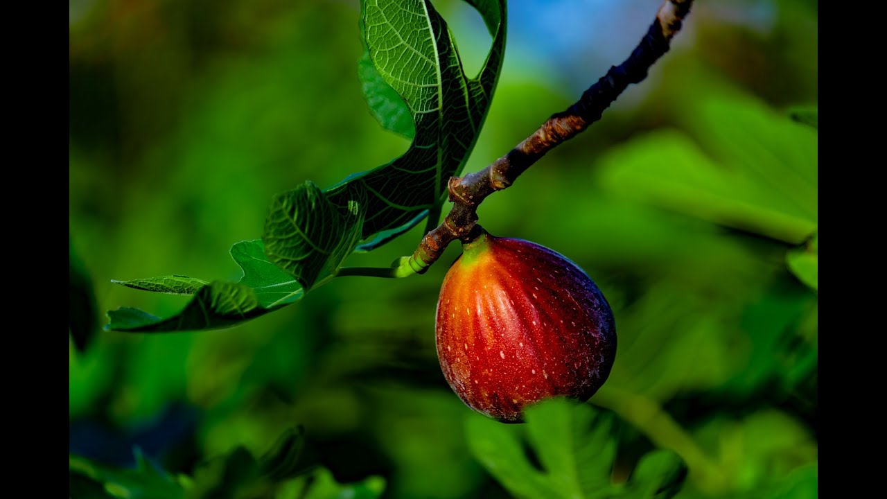 HEAT & DROUGHT - KEEPING FIG TREES ALIVE IN HARD TIMES