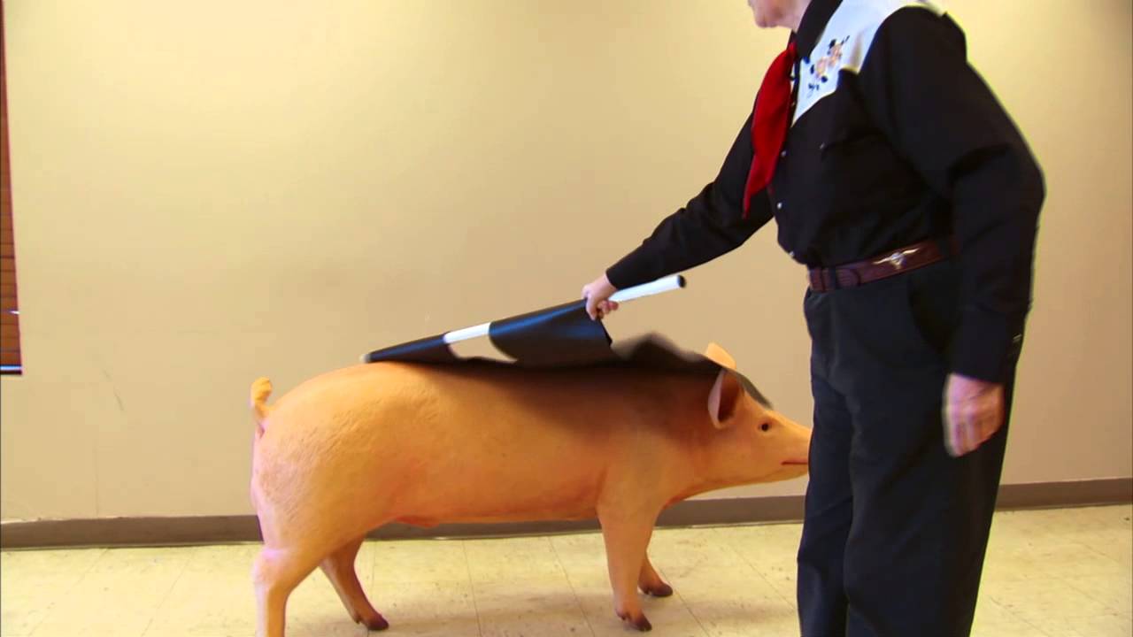 Proper Use of Livestock Driving Tools With Temple Grandin, Ph.D.
