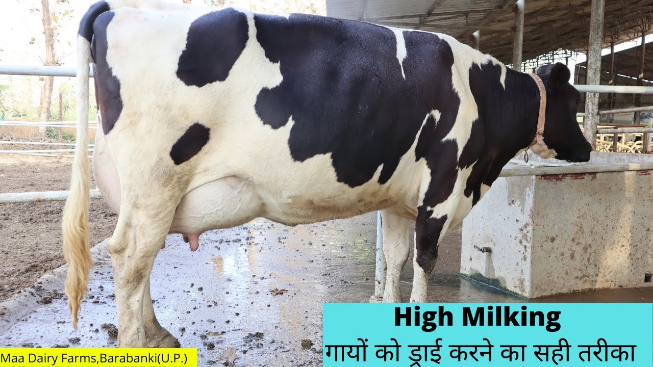 Drying Up Of High Milking Cows|| गायों को ड्राई करने का सही तरीका ||Maa Dairy Farms,Barabanki (U.P.)