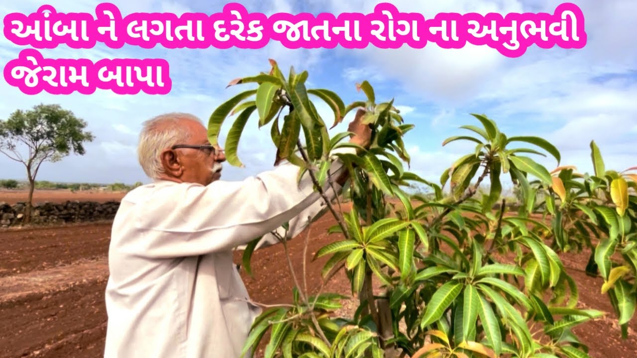 આંબા ને લગતા દરેક જાતના રોગ ના અનુભવી જેરામ બાપા #mango #farming #khedut #gir