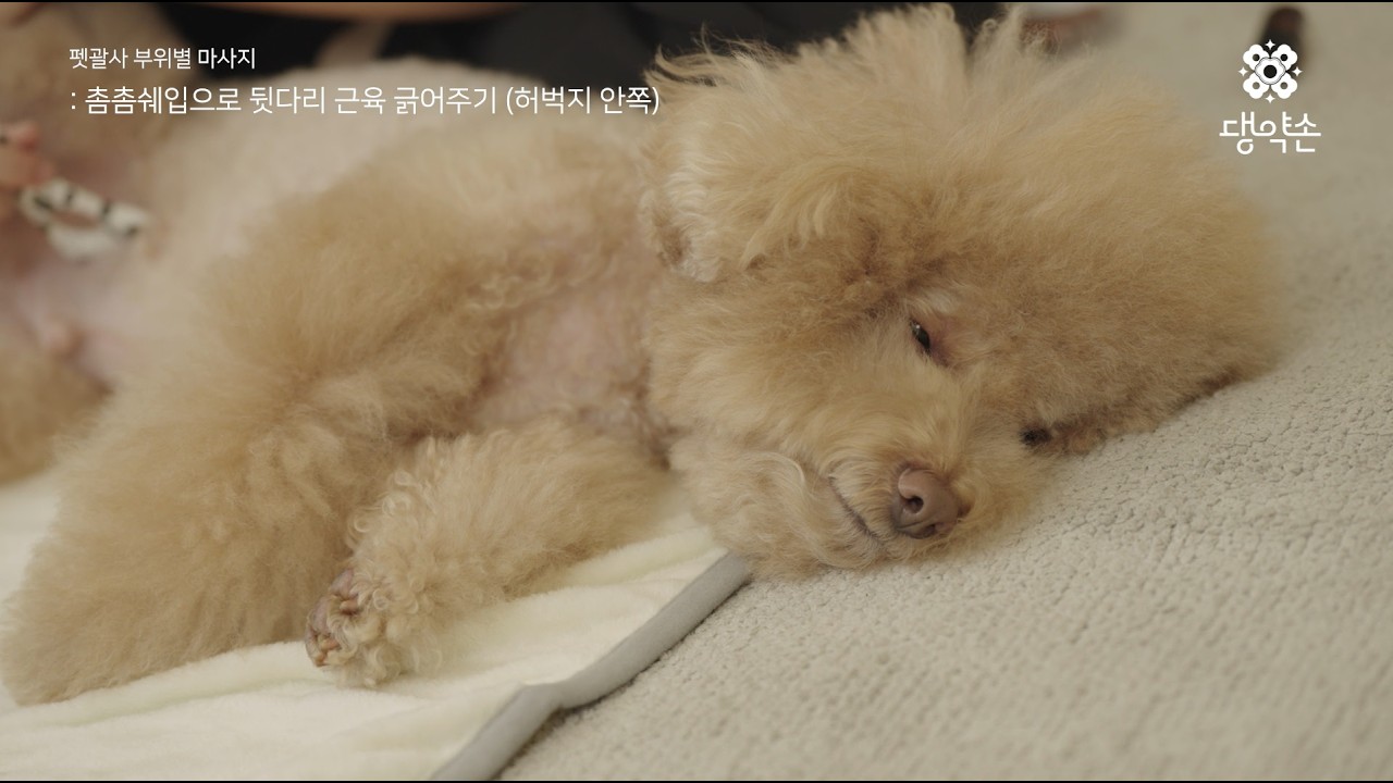 강아지 펫괄사 마사지 타임! with 우디💖