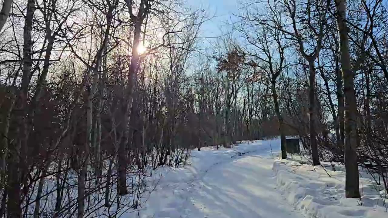 Calming sunny winter nature, park walk, recharge and relax in Nature 🌞