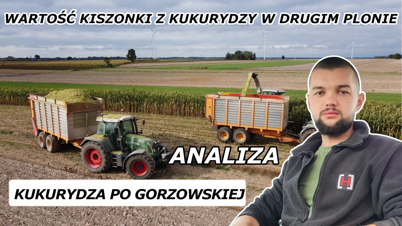 KUKURYDZA PO GORZOWSKIEJ - ZAPYCHACZ CZY WARTOŚCIOWA PASZA ? ANALIZA + ZBIÓR