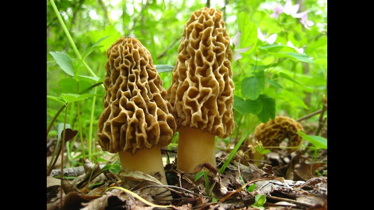 The Mikeology Store on the Hunt for Yellow Morels