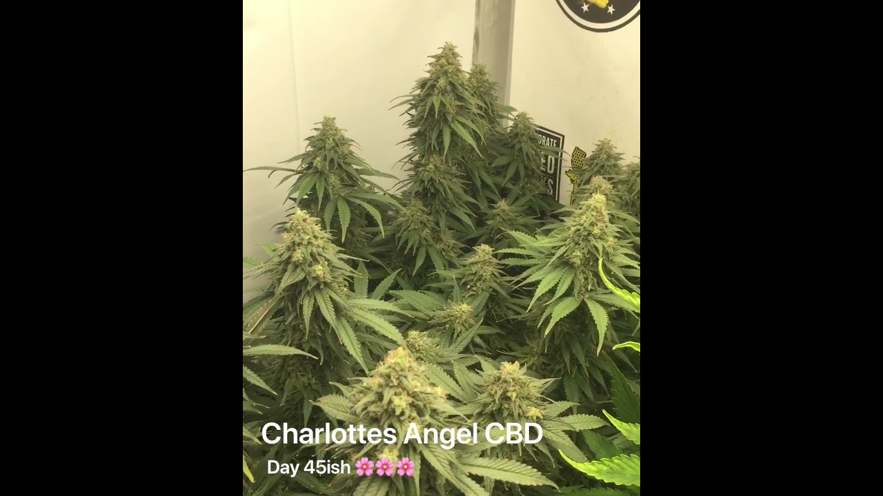Charlottes Angel CBD
