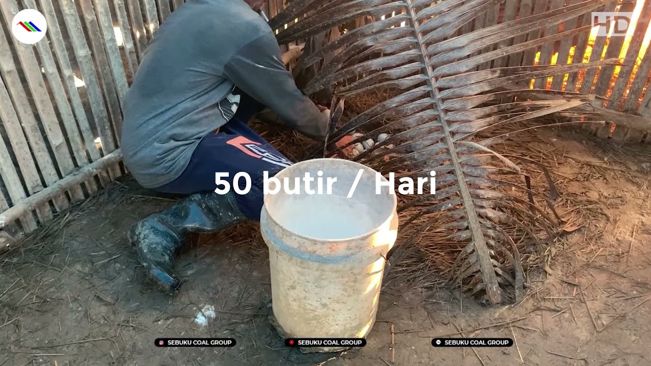 Panen Telur Bebek Kelompok Binaan CSR Sebuku Coal Group, Mekarpura
