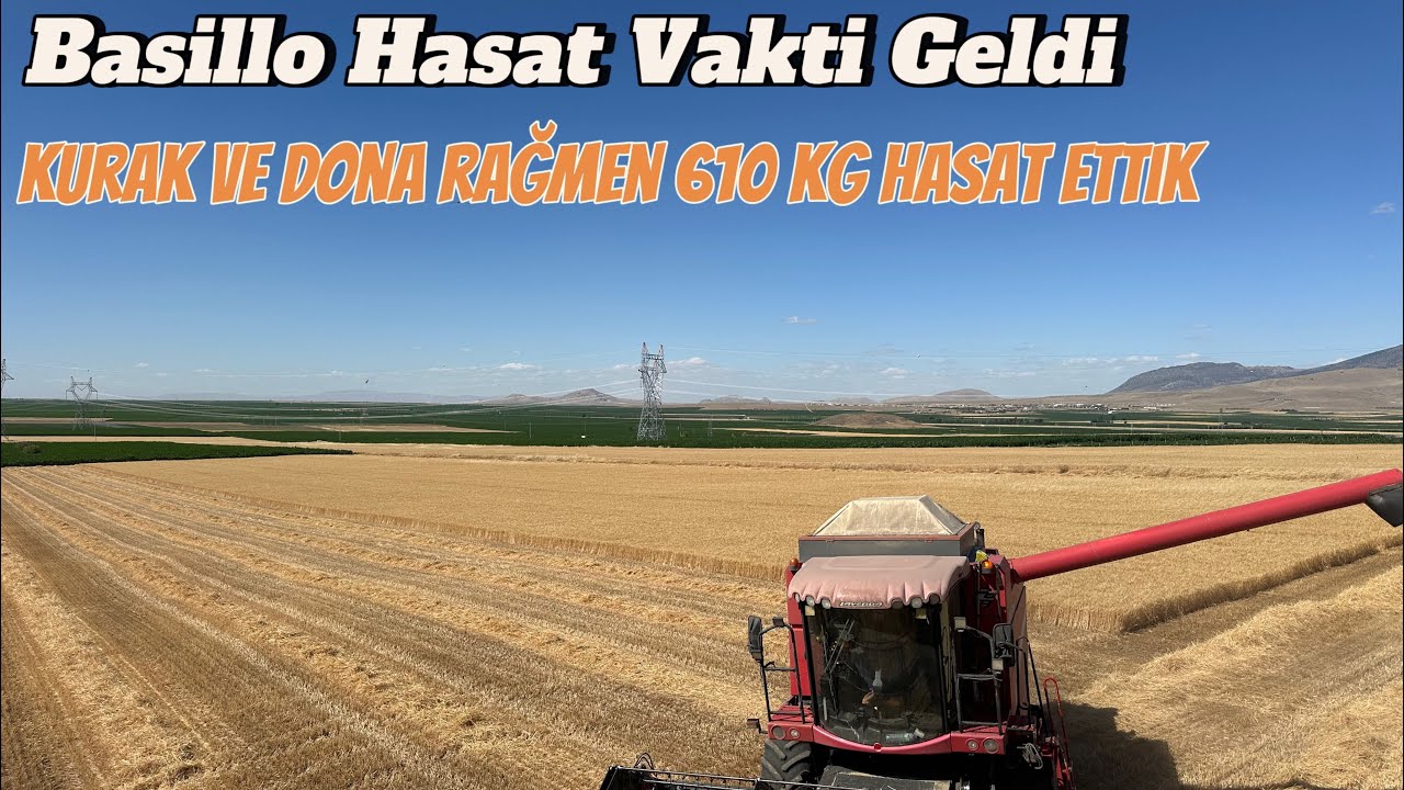Basillo hasat vakti geldi 610 kg hasat ettik 2025