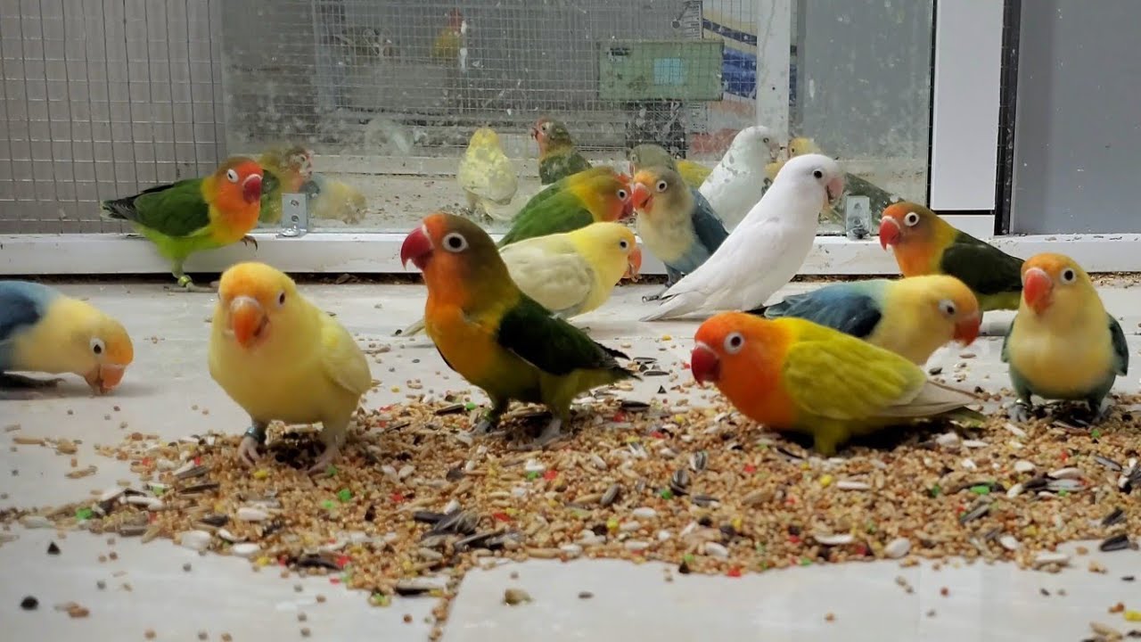 Lovebirds unique colors eating and chirps sounds 
