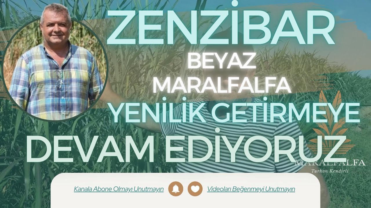 ZENZİBAR | BEYAZ MARALFALFA | YENİLİKLERE DEVAM | MARALFALFA TURHAN KENDİRLİ