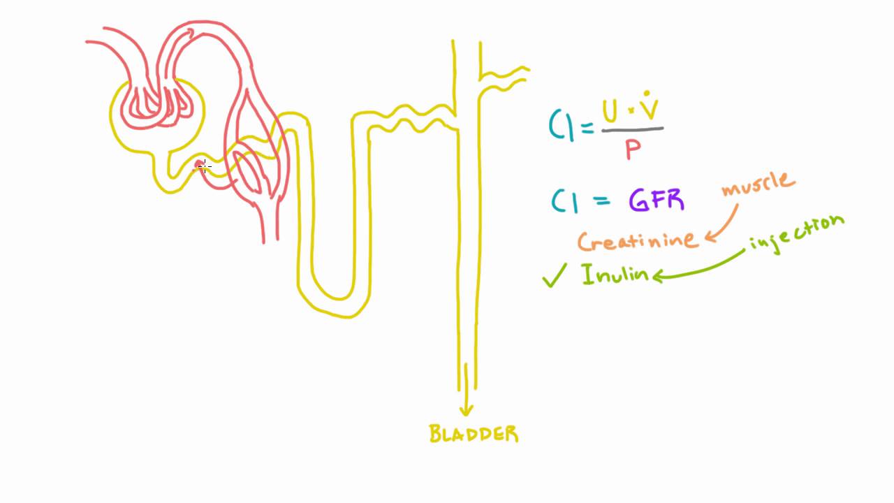 Inulin and PAH and their use in measuring GFR and RPF