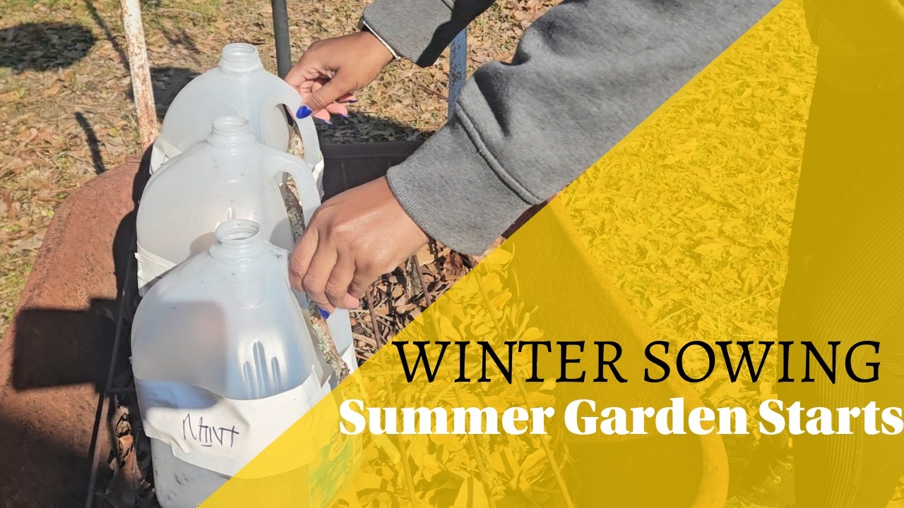 Seeds I'm Starting This Week | Winter Sowing Tomato, Peppers, and Mint for the Summer Garden
