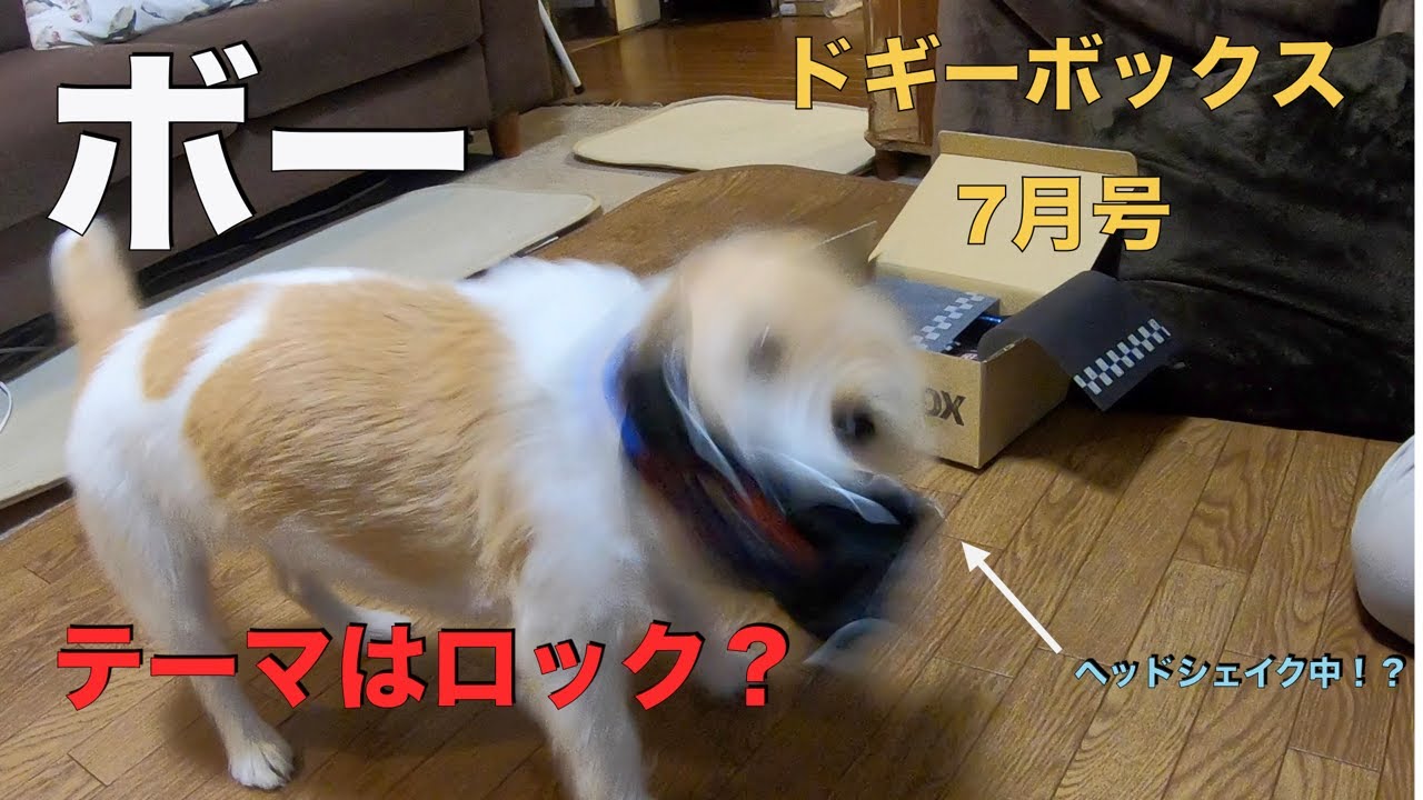 ボー　ドギーボックス7月号が届いたよ