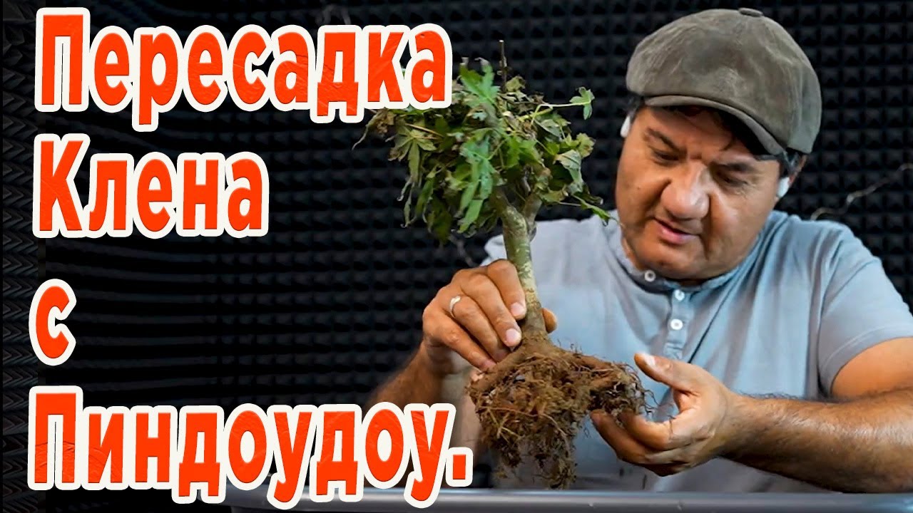 Распаковка и пересадка Клена с толстым стволом.