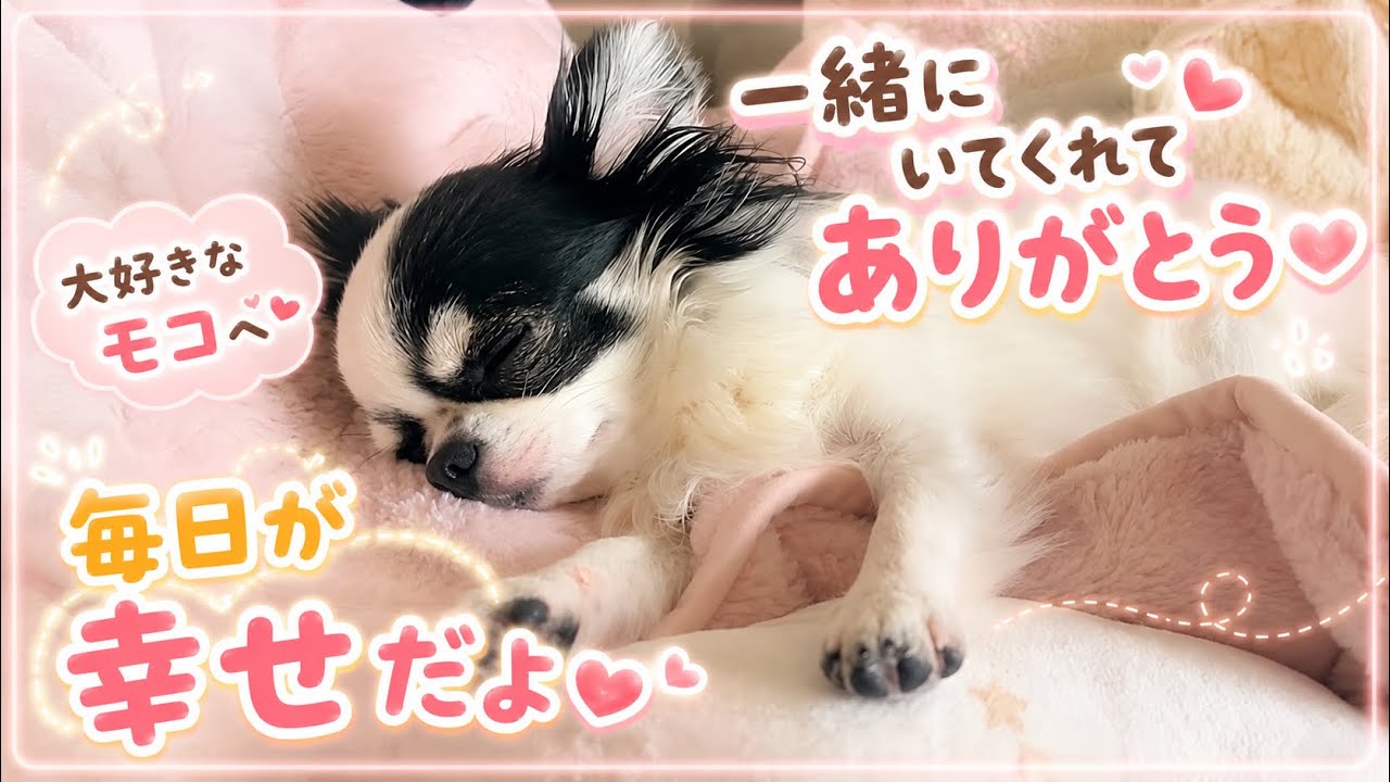 いつもそばにいてくれてありがとう♪ウチの子1番♪かわいいすぎる！！！！！