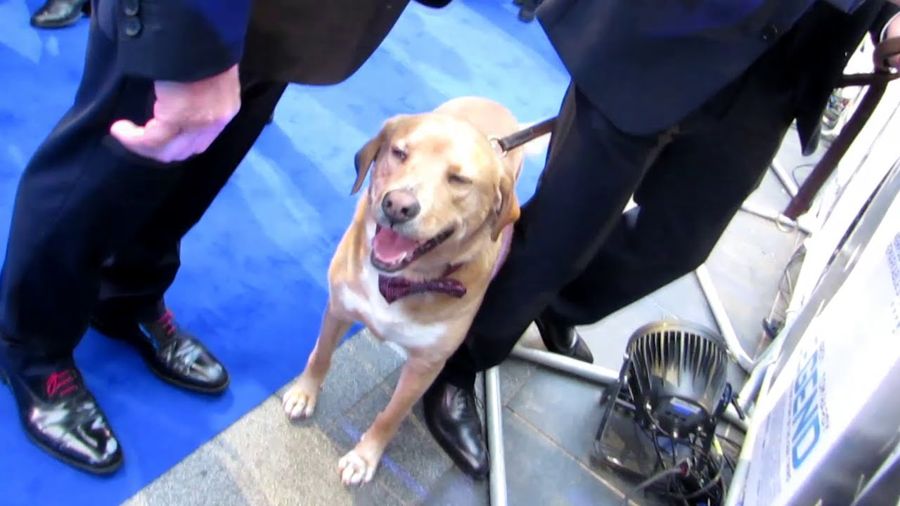 Tom Hardy and Winking Dog  at Legend Film Premiere