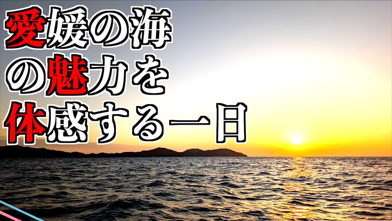 第412話【入れ食い】季節は関係なく愛媛は魚が釣れるのだ!の巻!