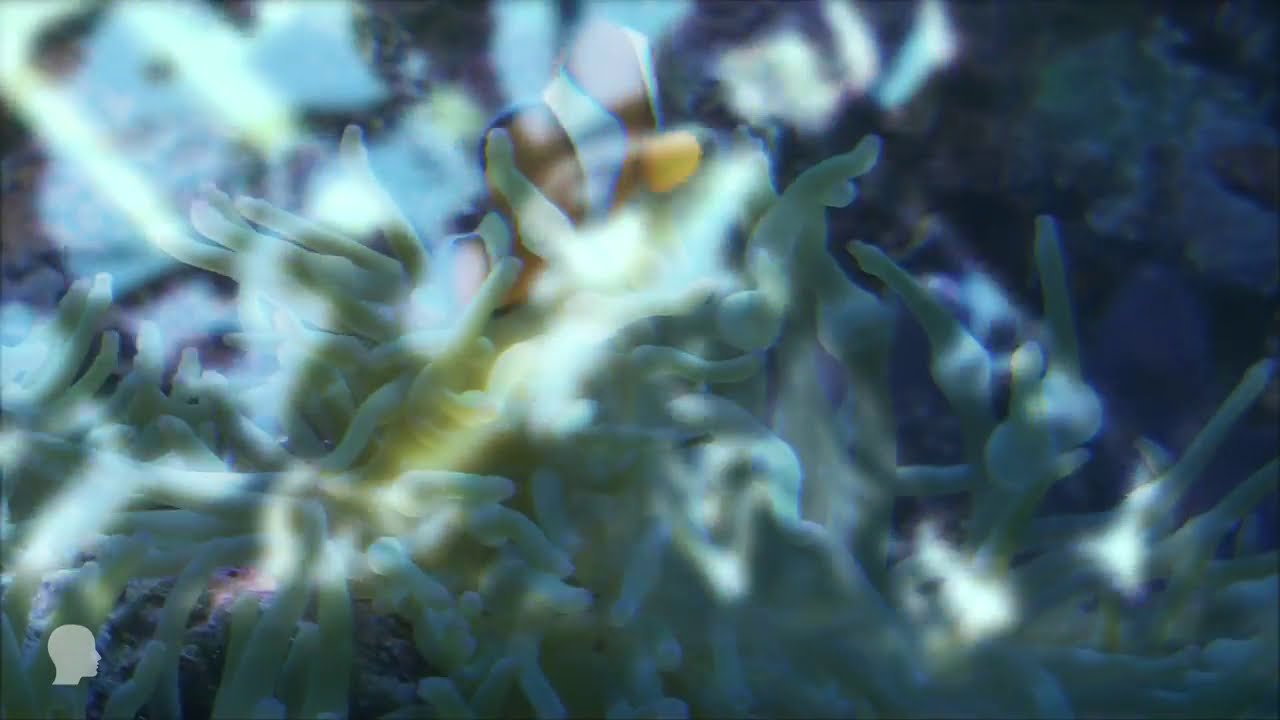 Children's Fish Pond Meditation | Sky Like Mind - Louise Shanagher