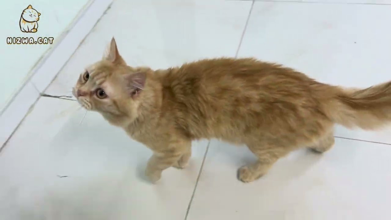 Cat | cat toys 🧸 | cat play | relax | Peace | nice 