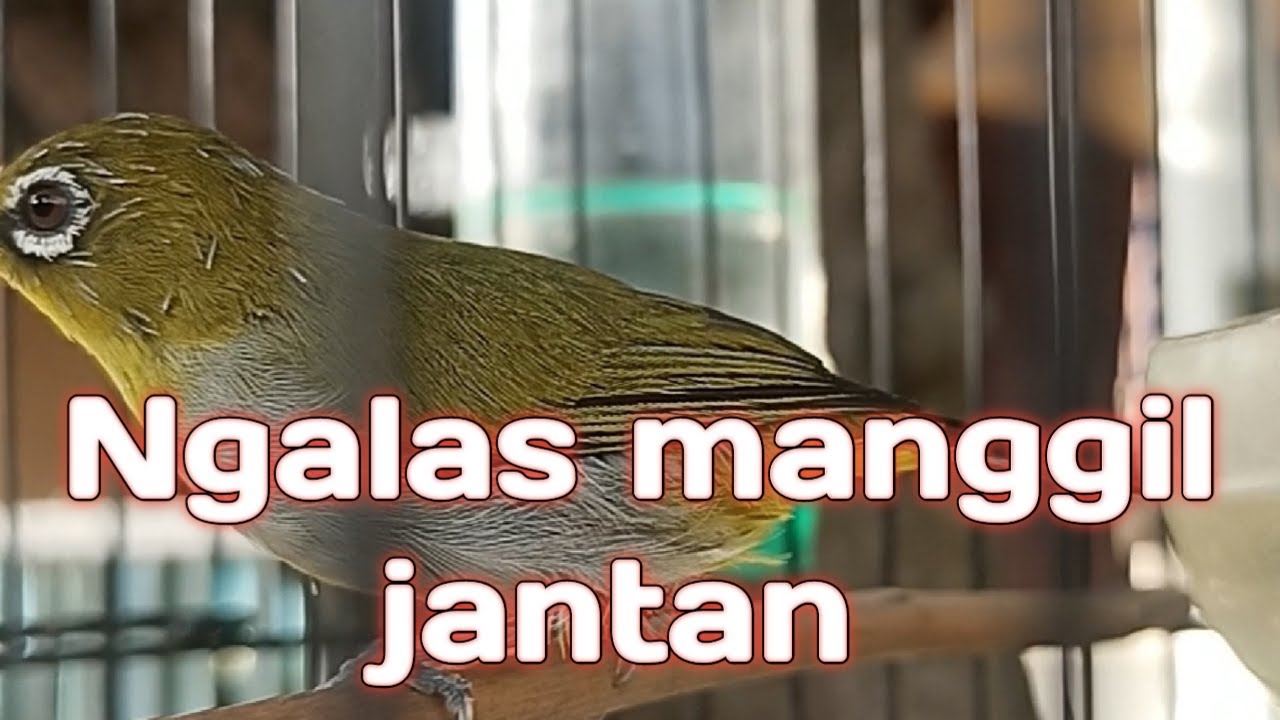 LIVE Pleci Ngalas Asli | Pancing Mental & Emosi Pleci Bahan