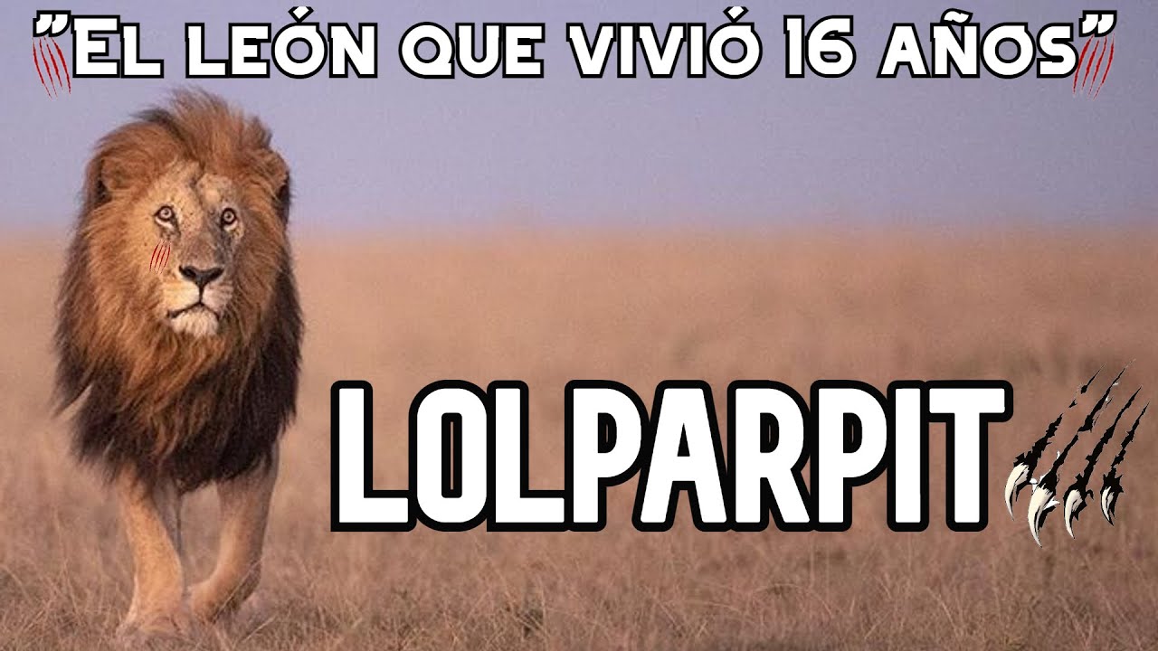 LOLPARPIT  | El LE&Oacute;N GUERRERO del MASAI MARA