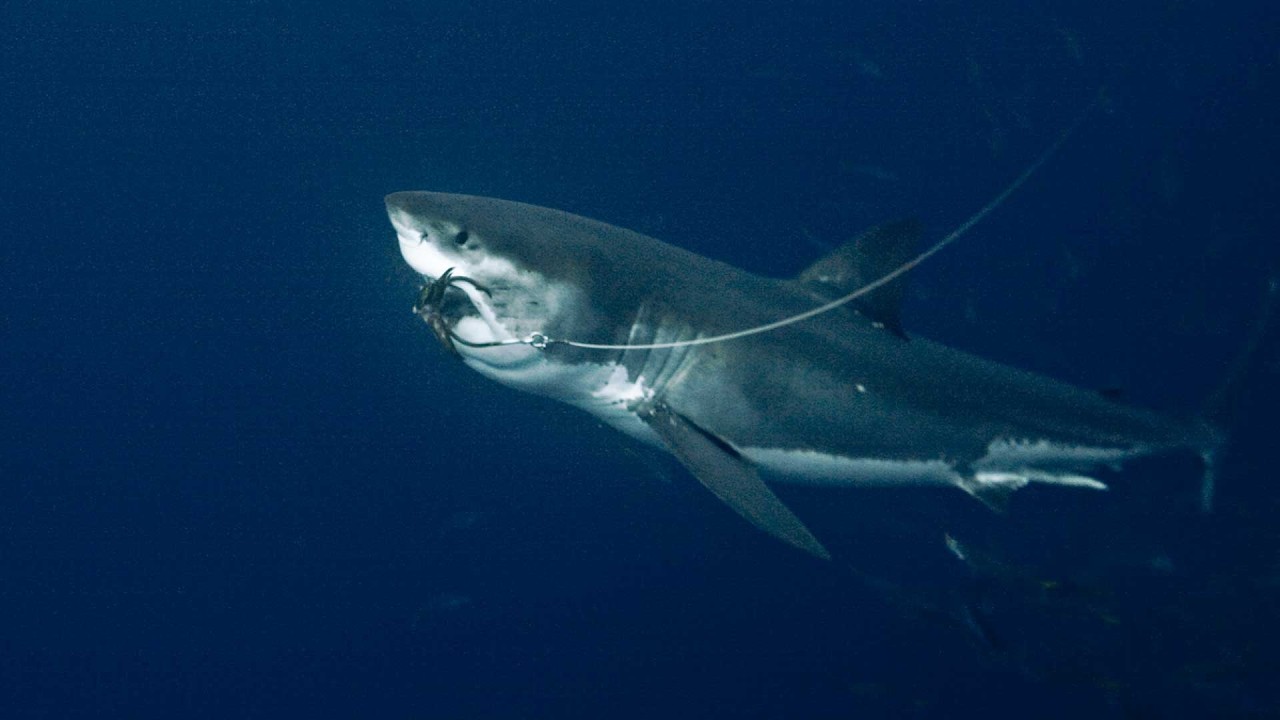 Чем больше, тем лучше | #OCEARCH Sharkives: Глава 6